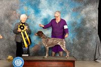 German Shorthaired Pointer #6 Sat Judge Gloria Kerr