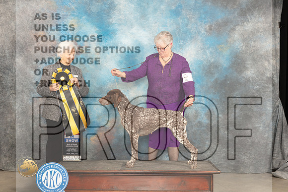 German Shorthaired Pointer #6 Sat Judge Gloria Kerr_JP_1584_MIDLAND2024_HR3