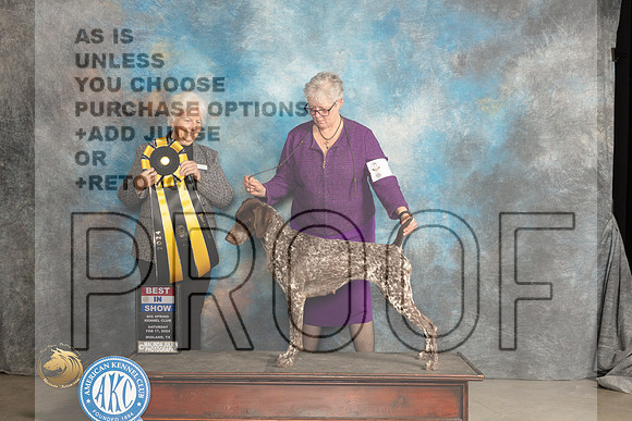 German Shorthaired Pointer #6 Sat Judge Gloria Kerr_JP_1586_MIDLAND2024_HR3