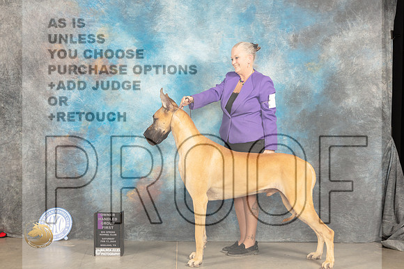 Great Dane #7 Sat BOBOHG2 Judge _JP_1644_MIDLAND2024_HR3