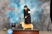 Pembroke Welsh Corgi #14 Sat WBBOWBOB Judge Gloria Kerr