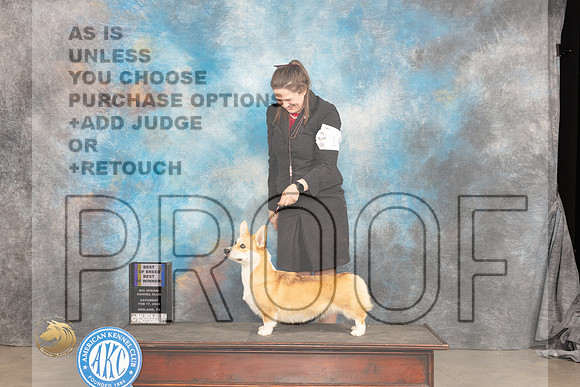 Pembroke Welsh Corgi #14 Sat WBBOWBOB Judge Gloria Kerr_JP_1550_MIDLAND2024_HR3