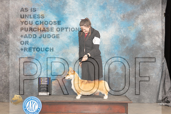 Pembroke Welsh Corgi #14 Sat WBBOWBOB Judge Gloria Kerr_JP_1549_MIDLAND2024_HR3