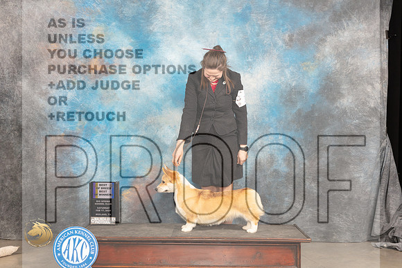 Pembroke Welsh Corgi #14 Sat WBBOWBOB Judge Gloria Kerr_JP_1551_MIDLAND2024_HR3