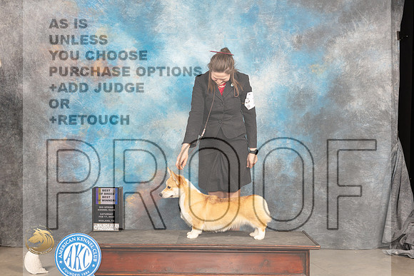 Pembroke Welsh Corgi #14 Sat WBBOWBOB Judge Gloria Kerr_JP_1553_MIDLAND2024_HR3