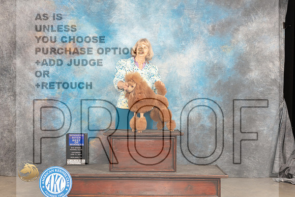 Poodle Miniature #12 Sat BOW Judge Gloria Kerr_JP_1541_MIDLAND2024_HR3