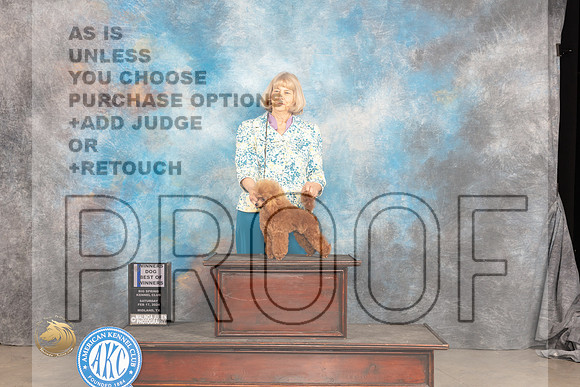 Poodle Toy #15 Sat BOWWD Judge Donnelle Richards_JP_1545_MIDLAND2024_HR3