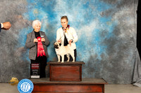 Pug #11 Sat G2 Judge Gloria Kerr