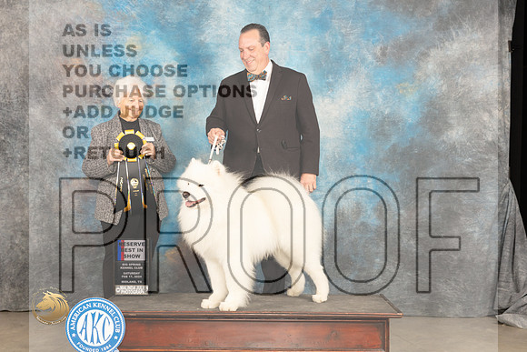 Samoyed #8 Sat RBIS Judge Gloria Kerr_JP_1594_MIDLAND2024_HR3