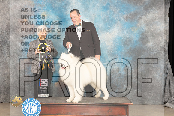 Samoyed #8 Sat RBIS Judge Gloria Kerr_JP_1596_MIDLAND2024_HR3