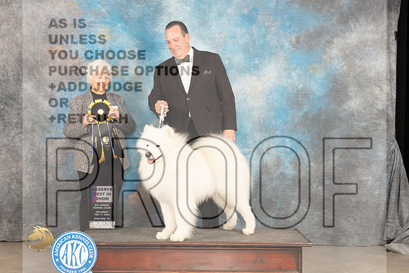 Samoyed #8 Sat RBIS Judge Gloria Kerr_JP_1598_MIDLAND2024_HR3