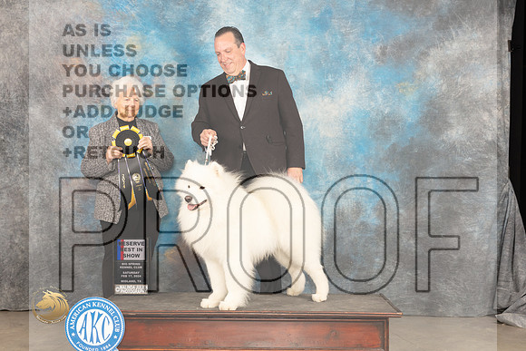 Samoyed #8 Sat RBIS Judge Gloria Kerr_JP_1599_MIDLAND2024_HR3