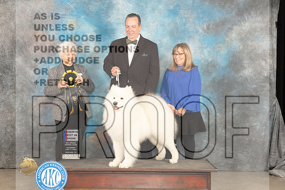 Samoyed #8 Sat RBIS Judge Gloria Kerr_JP_1602_MIDLAND2024_HR3