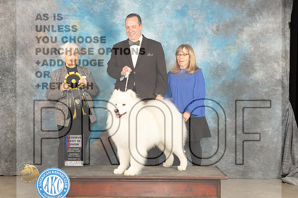Samoyed #8 Sat RBIS Judge Gloria Kerr_JP_1605_MIDLAND2024_HR3