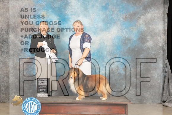 Shetland Sheepdog #31 Sat G4 Judge Carolyn Herbel_JP_1563_MIDLAND2024_HR3
