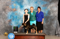 Shiba Inu #5 Sat OHG2 Judge Judy Wade