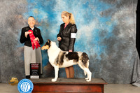 Smooth Collie #5 Sat G2 Judge Carolyn Herbel