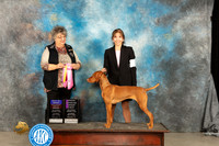 Vizsla #6 Sat BOBOHBOBOHG1 Judge Marilyn Chambers