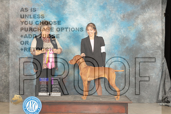 Vizsla #6 Sat BOBOHBOBOHG1 Judge Marilyn Chambers_JP_1503_MIDLAND2024_HR3