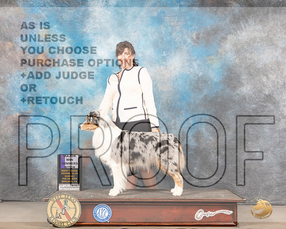 Australian Shepherd #46 Sun WB Judge Linda ClarkMMJ_5660_Mdlnd2022_HR3