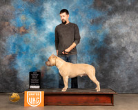 American Pit Bull Terrier #461 Thurs BOWCh Judge Rich Klatt