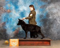 German Shepherd Dog Duke