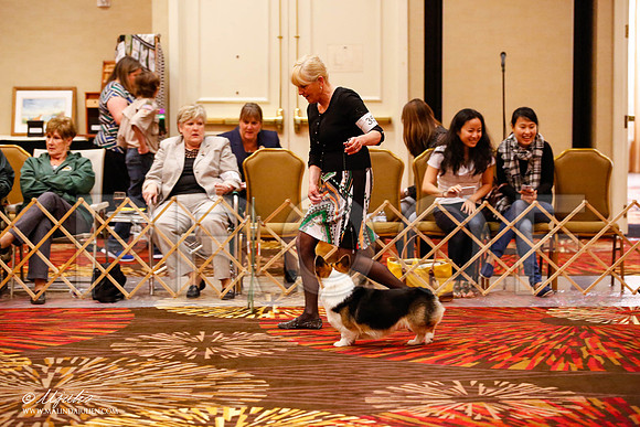 _JJ_9432-HstnCorgiFeb2015-HR3