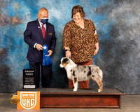 Miniature American Shepherd #394 Fri G1 Judge Stan Matsamoto