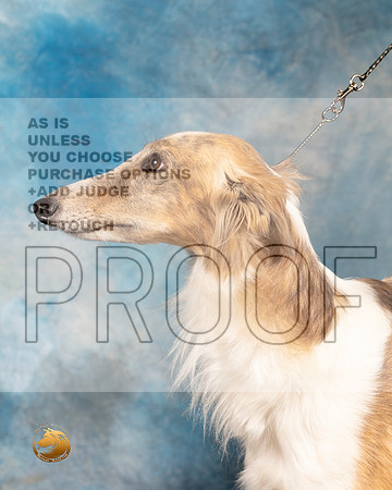 Silken Windhound Head Study Fri_MMJ_4860_BeltonTxClassic2021-HR3