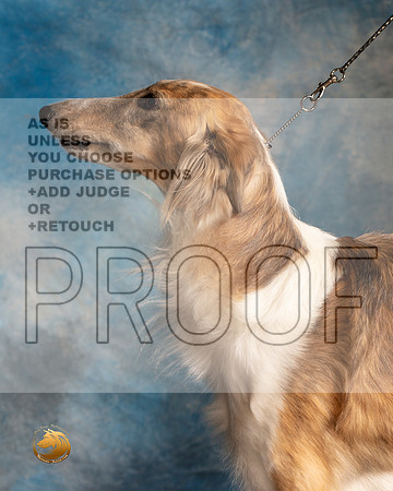 Silken Windhound Head Study Fri_MMJ_4867_BeltonTxClassic2021-HR3