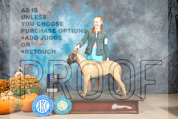 Bullmastiff #11 Sun _MJ_6730_Belton_2022_HR3
