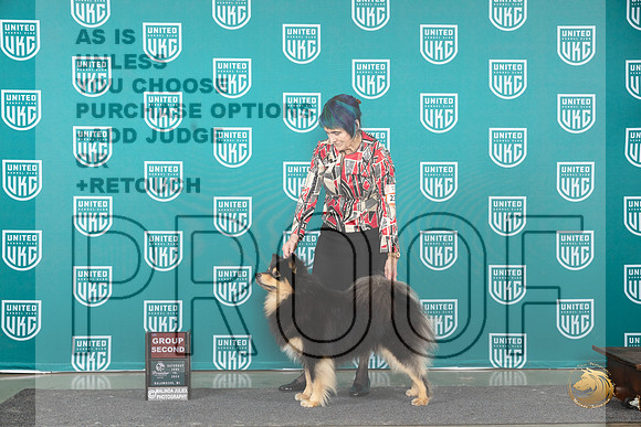 Finish Lapphund #236 Sat G2 Judge Deb Allen r__JP_2821_Premier_2024_HR3
