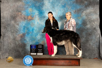 Borzoi #7 Sun BOW Judge Marilyn Pipes