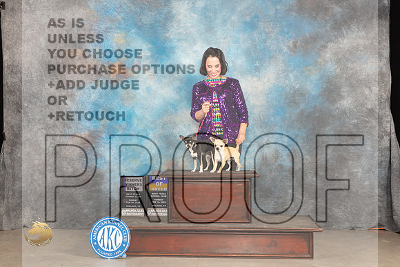Chihuahua Smooth #6 #20 Sunn BOB RWB Judge Denny Mounce_JP_1755_MIDLAND2024_HR3