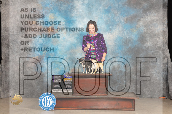 Chihuahua Smooth #6 #20 Sunn BOB RWB Judge Denny Mounce_JP_1756_MIDLAND2024_HR3