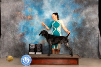 German Shorthair Pointer #7 Sat SDBOB Judge Del Richards