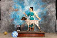 German Shorthaired Pointer #5 Sun BOSM Judge Del Richards