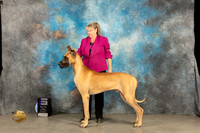 Great Dane #15 Sun WD Judge Gena Box-Young