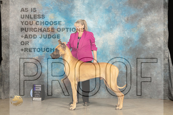 Great Dane #15 Sun WD Judge Gena Box-Young_JP_1709_MIDLAND2024_HR3