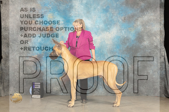 Great Dane #15 Sun WD Judge Gena Box-Young_JP_1712_MIDLAND2024_HR3