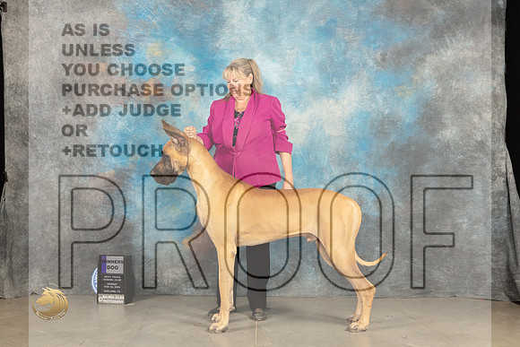 Great Dane #15 Sun WD Judge Gena Box-Young_JP_1711_MIDLAND2024_HR3