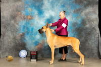 Great Dane #7 Sat G2 Judge Carolyn Herbel