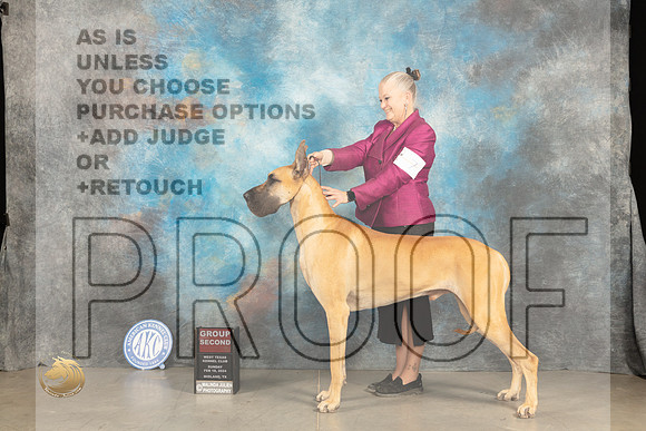 Great Dane #7 Sat G2 Judge Carolyn Herbel_JP_1695_MIDLAND2024_HR3