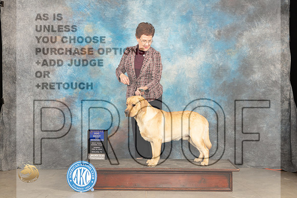 Labrador Retreiver #5 Sun BOW Judge Marilyn Pipes_JP_1715_MIDLAND2024_HR3