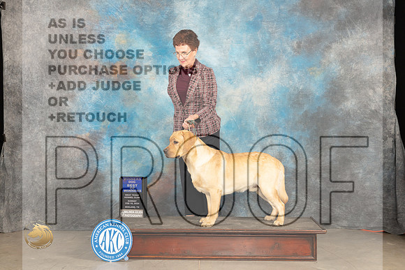 Labrador Retreiver #5 Sun BOW Judge Marilyn Pipes_JP_1717_MIDLAND2024_HR3