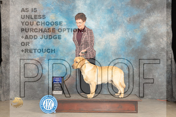 Labrador Retreiver #5 Sun BOW Judge Marilyn Pipes_JP_1718_MIDLAND2024_HR3