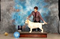 Labrador Retriever #6 Sun WB Judge Marilyn Pipes