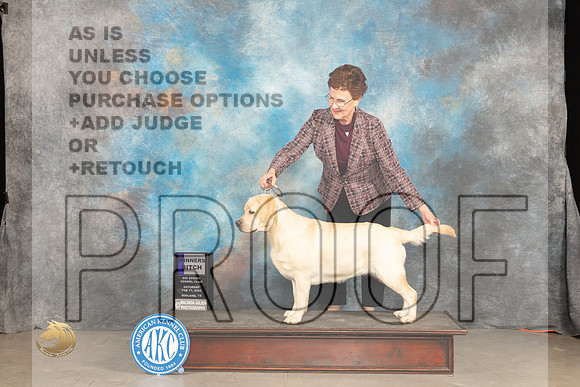Labrador Retriever #6 Sun WB Judge Marilyn Pipes_JP_1723_MIDLAND2024_HR3