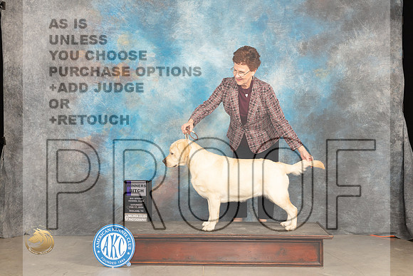 Labrador Retriever #6 Sun WB Judge Marilyn Pipes_JP_1725_MIDLAND2024_HR3