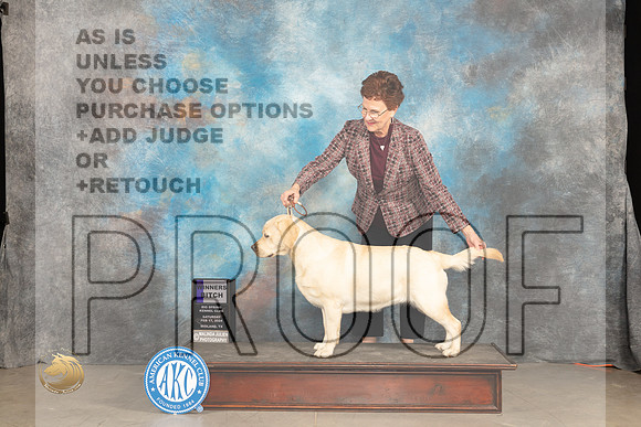 Labrador Retriever #6 Sun WB Judge Marilyn Pipes_JP_1726_MIDLAND2024_HR3